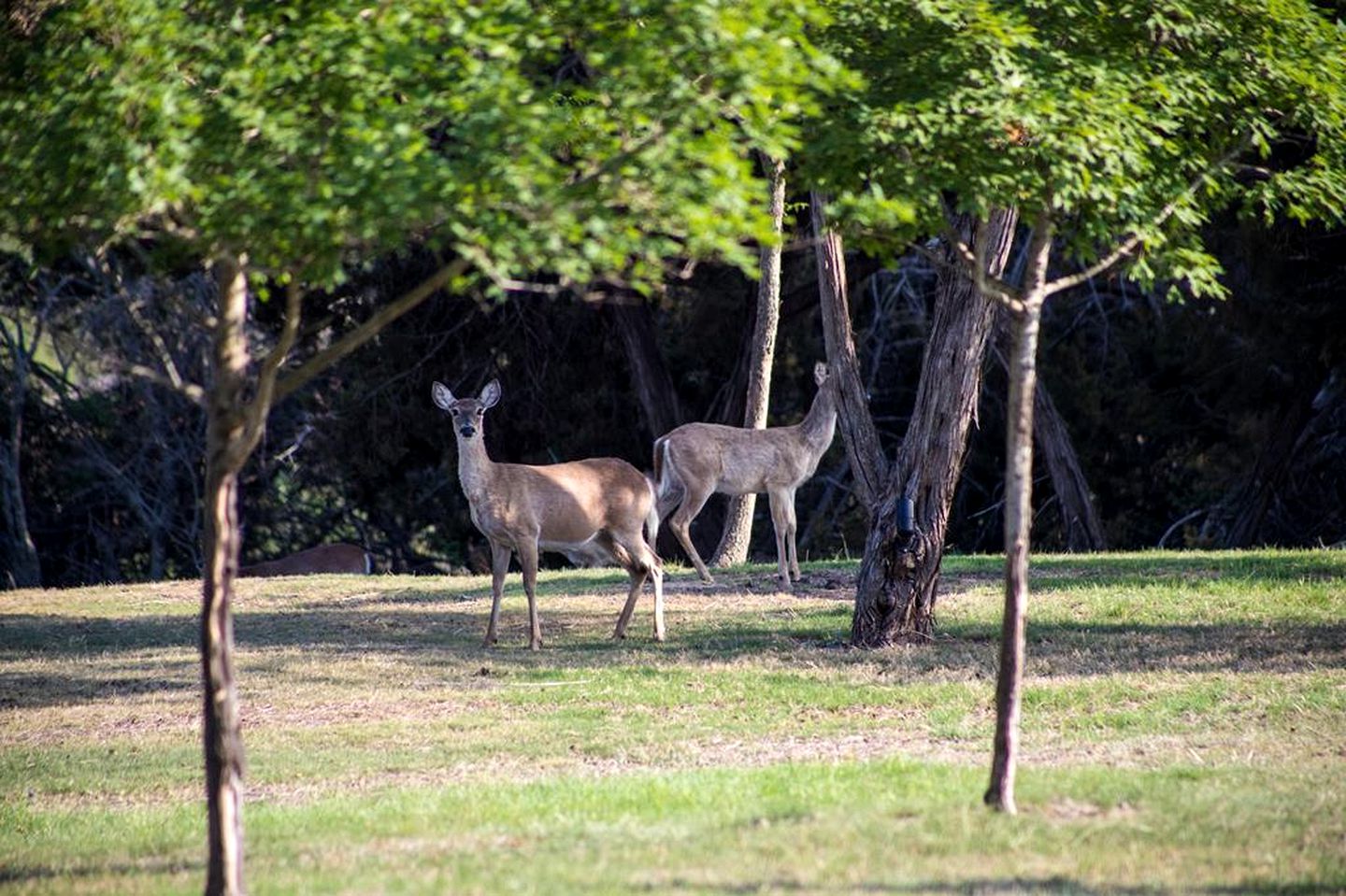 Stunning Modern Cottage with Spa and Outdoor Living Space in Fredericksburg, Texas