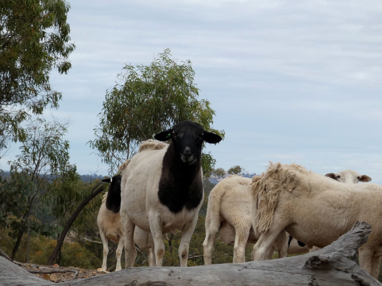 Hill View Glamping in a Victoria Tiny House