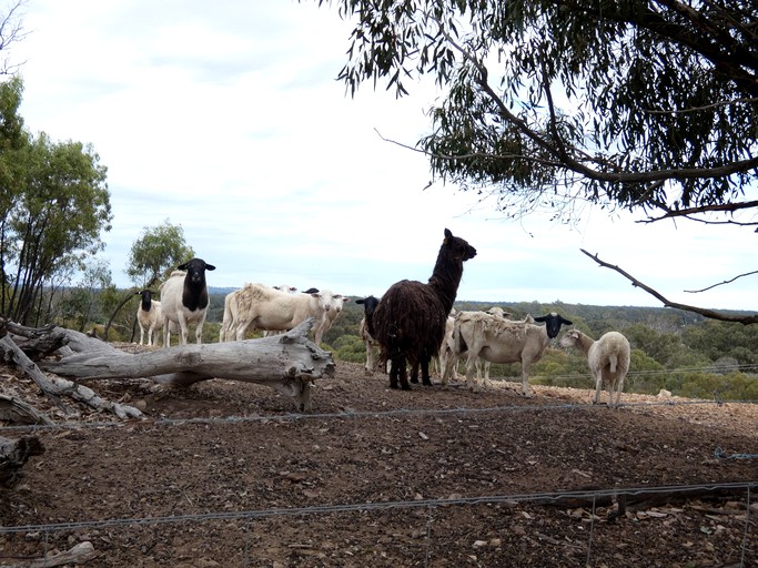 Vacation Rentals (Australia, --, --)