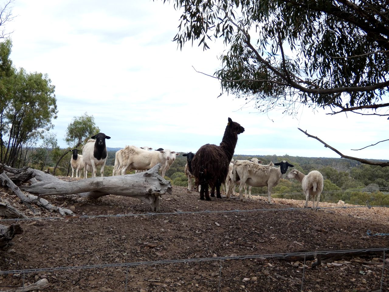Hill View Glamping in a Victoria Tiny House