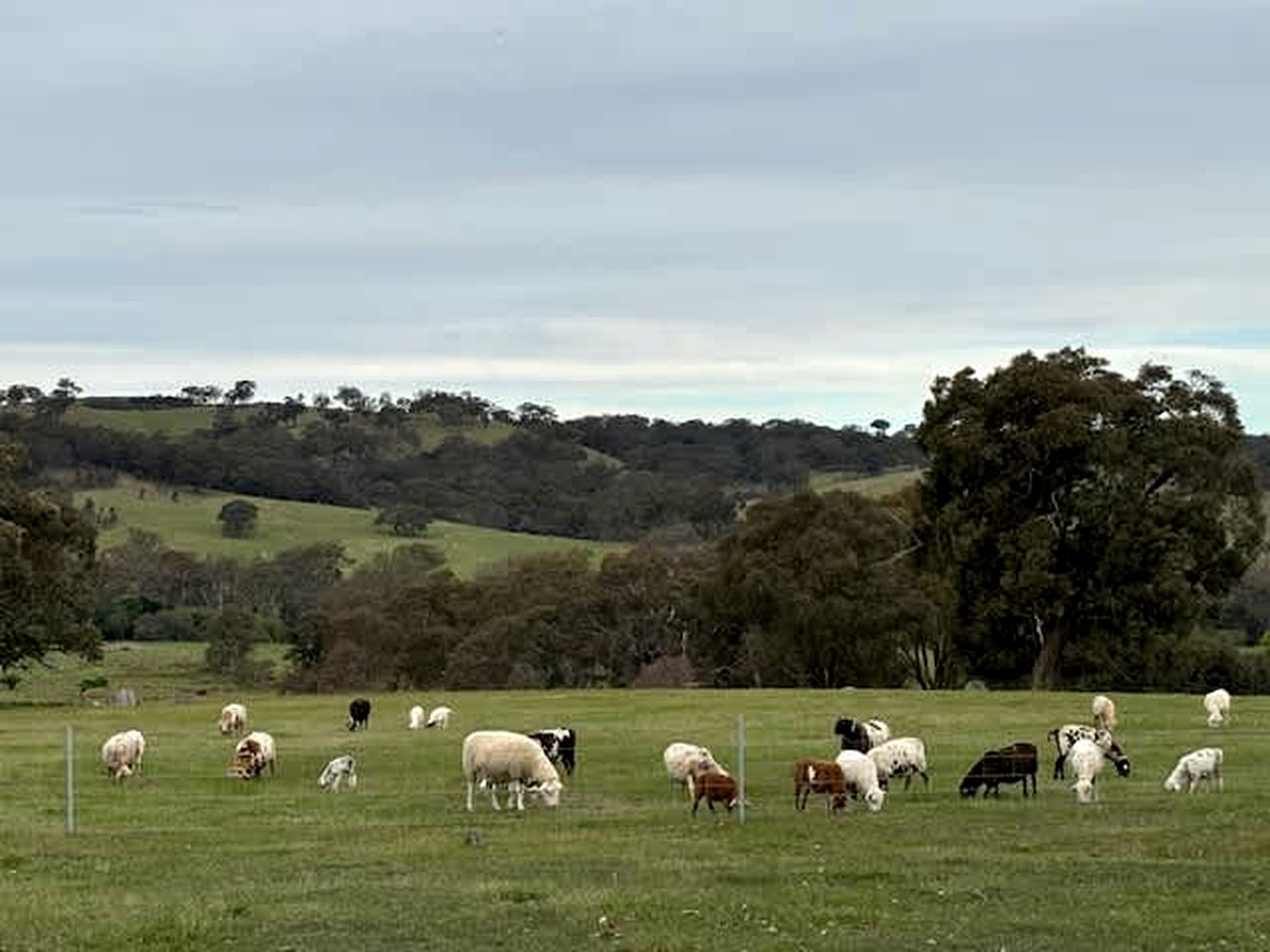 Fantastic Tiny House with Amazing Views of the Surrounding Hills and the Stars at Night in Taradale, Victoria