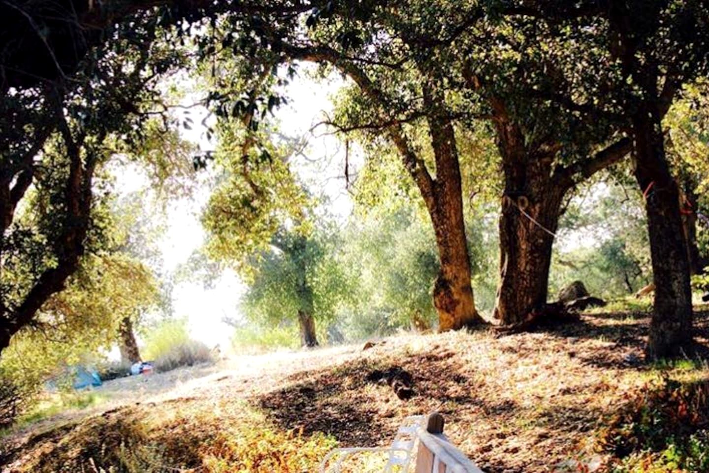 Rustic Mountain Lodge with Ocean Views near Palomar Observatory, Palomar Mountain CA