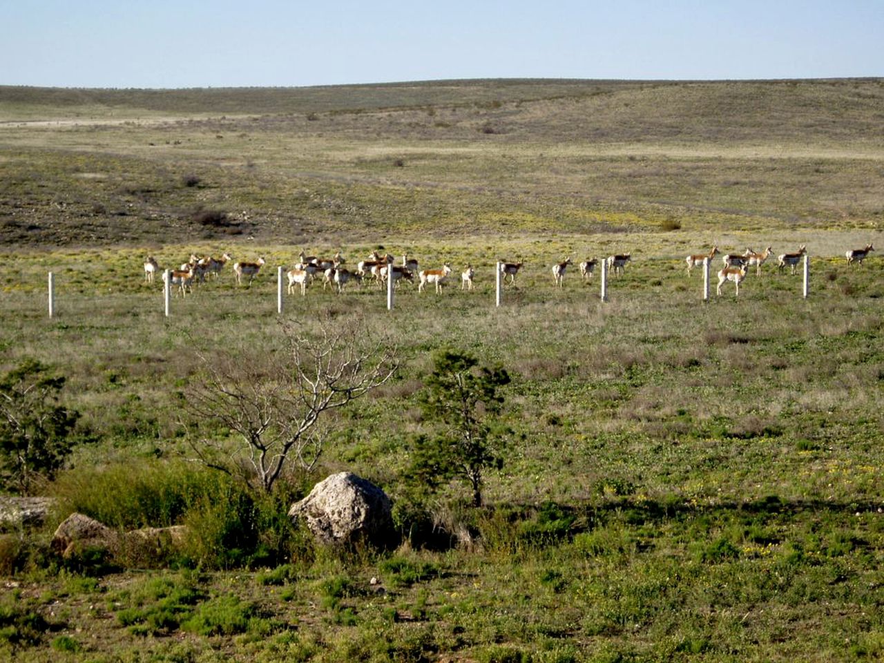 Desert Retreat in Roswell, New Mexico
