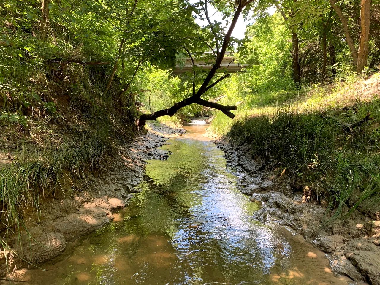 Magical Treehouse Retreat with Creek Views near Forestburg Forest in Forestburg, Texas