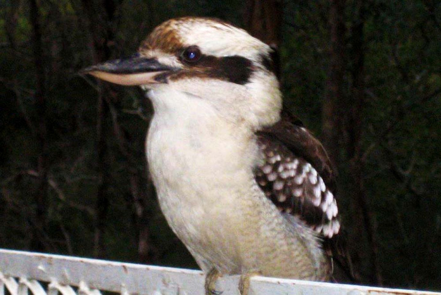 Lakefront Cabin Amid the Rolling Valley Hills in Taylor Bay, Victoria