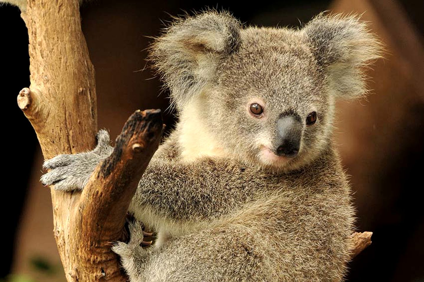 Gorgeous Lakefront Bed and Breakfast Situated in a Valley near Christmas Hill, Victoria