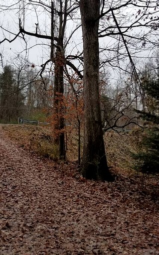 Cabins (United States of America, Cosby, Tennessee)