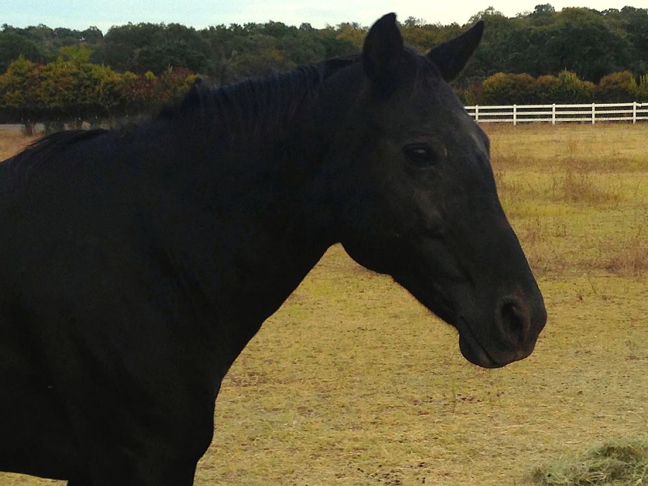 Authentic Barn Vacation Rental on a Horse Ranch near San Antonio