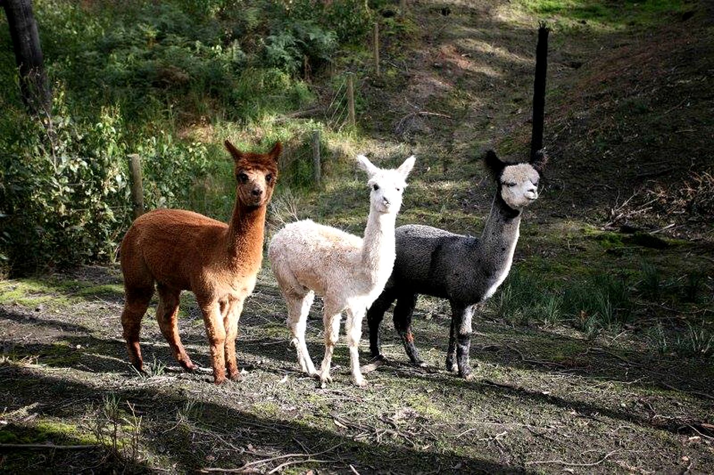 Peaceful Yarra Valley Accommodation for Group Farm Stay Healesville, Victoria