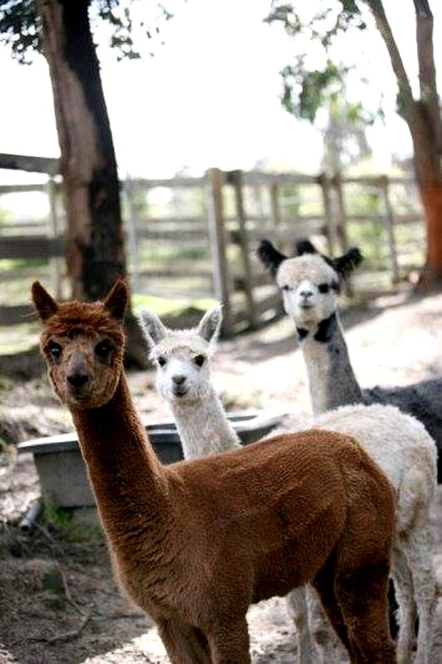 Peaceful Yarra Valley Accommodation for Group Farm Stay Healesville, Victoria