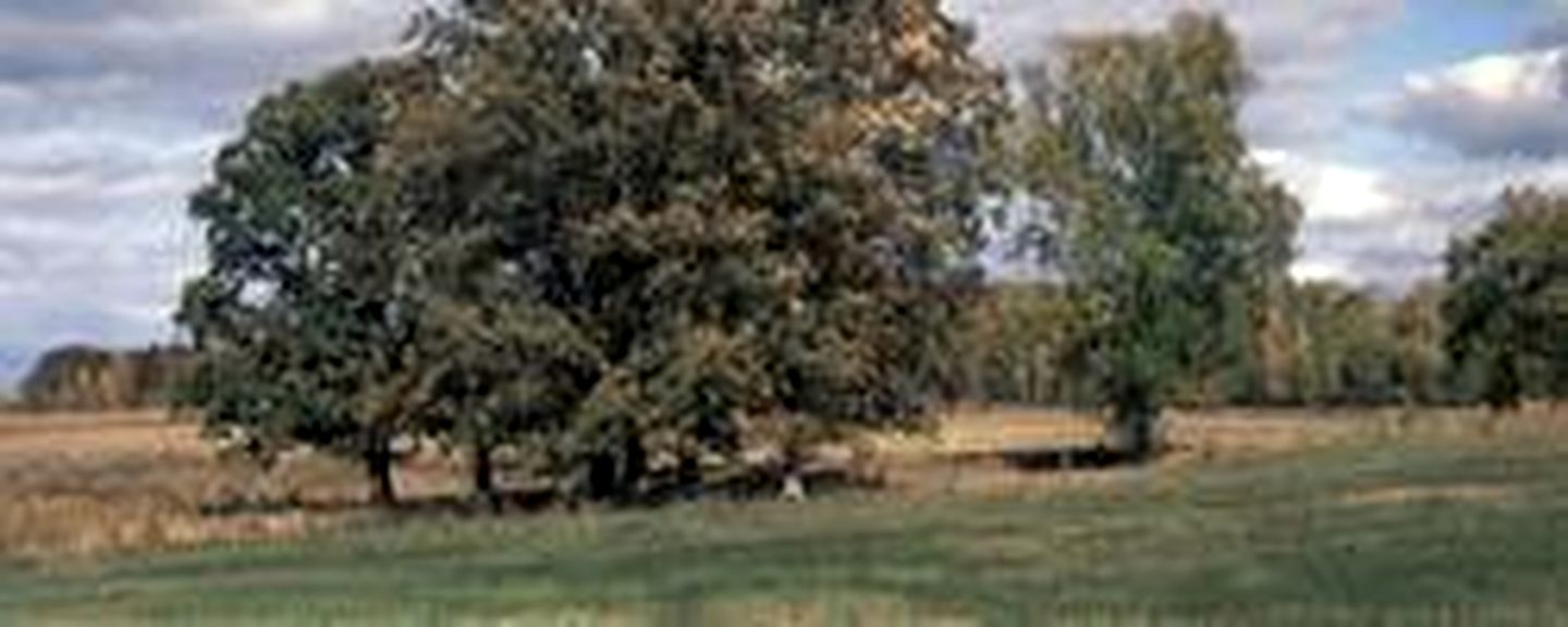 Simple Family-Friendly Camping Cabin Rental with BBQ and Fire Pit in Greybull, Wyoming