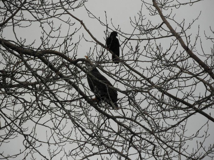 Nature Lodges (Homer, Alaska, United States)