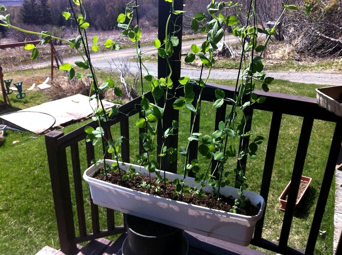 Nature Lodges (Homer, Alaska, United States)