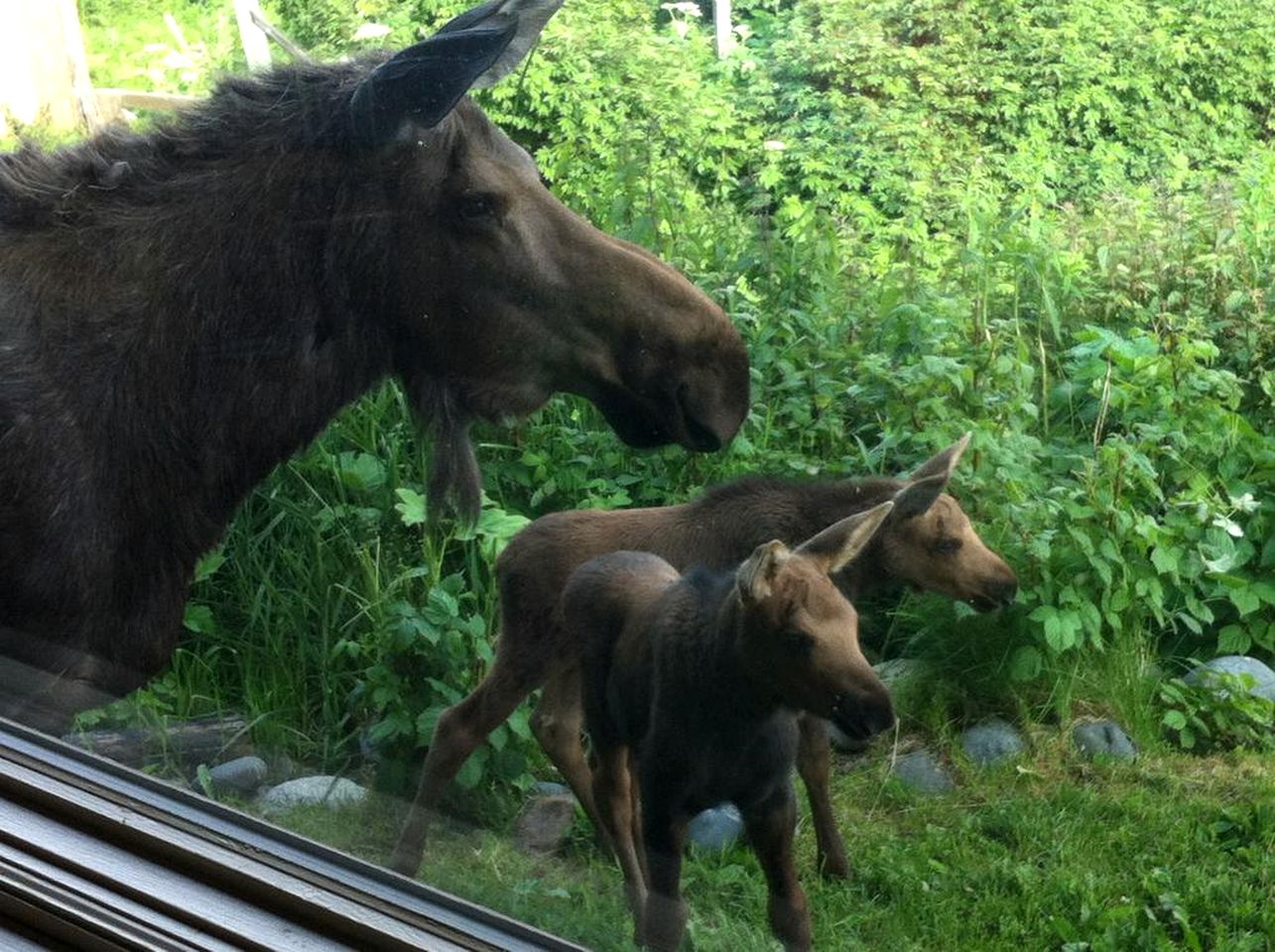 Lovely Bed and Breakfast Accommodation with Amazing Views on the Kachemak Bay, Alaska