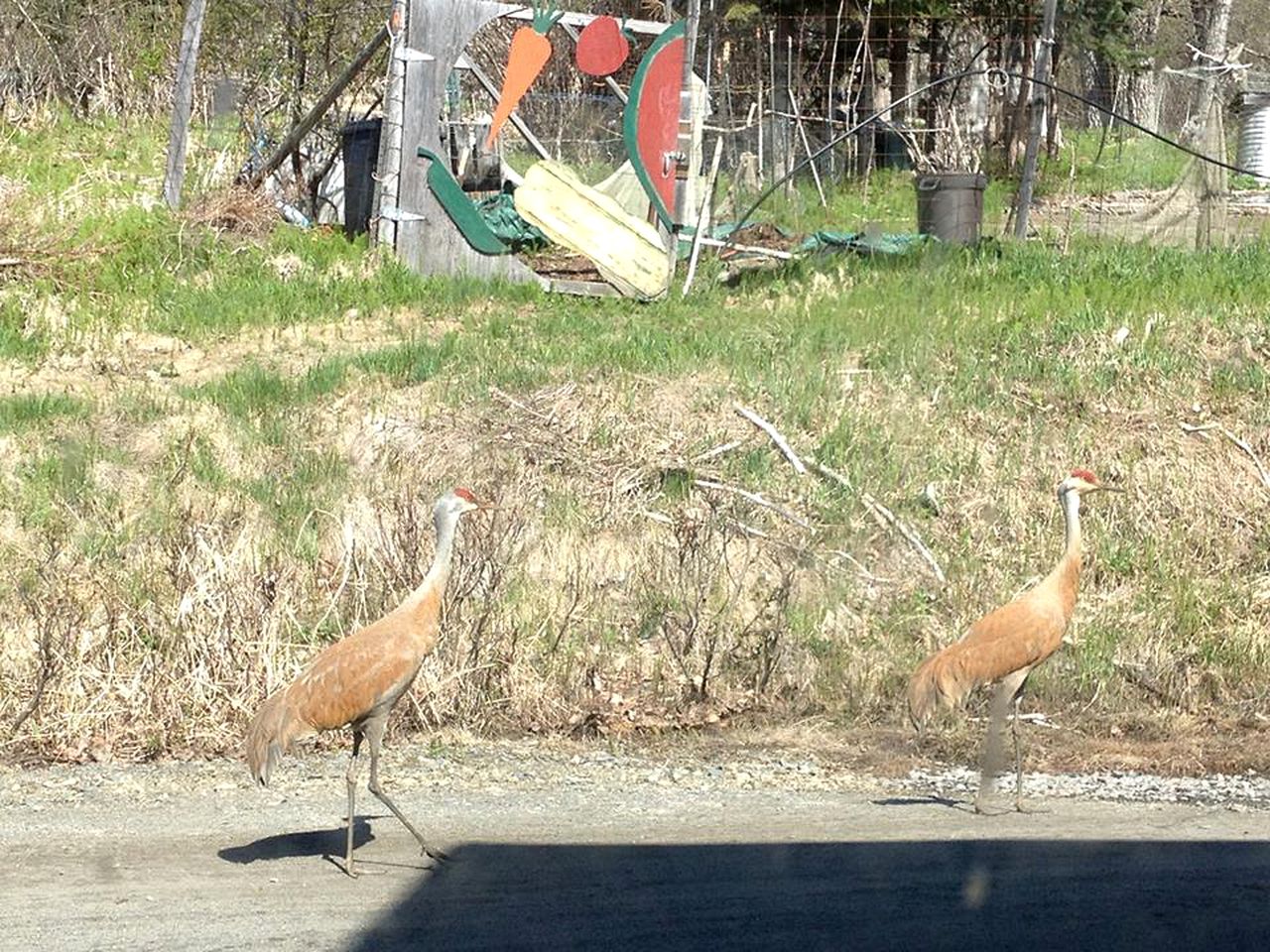 Lovely Bed and Breakfast Accommodation with Amazing Views on the Kachemak Bay, Alaska