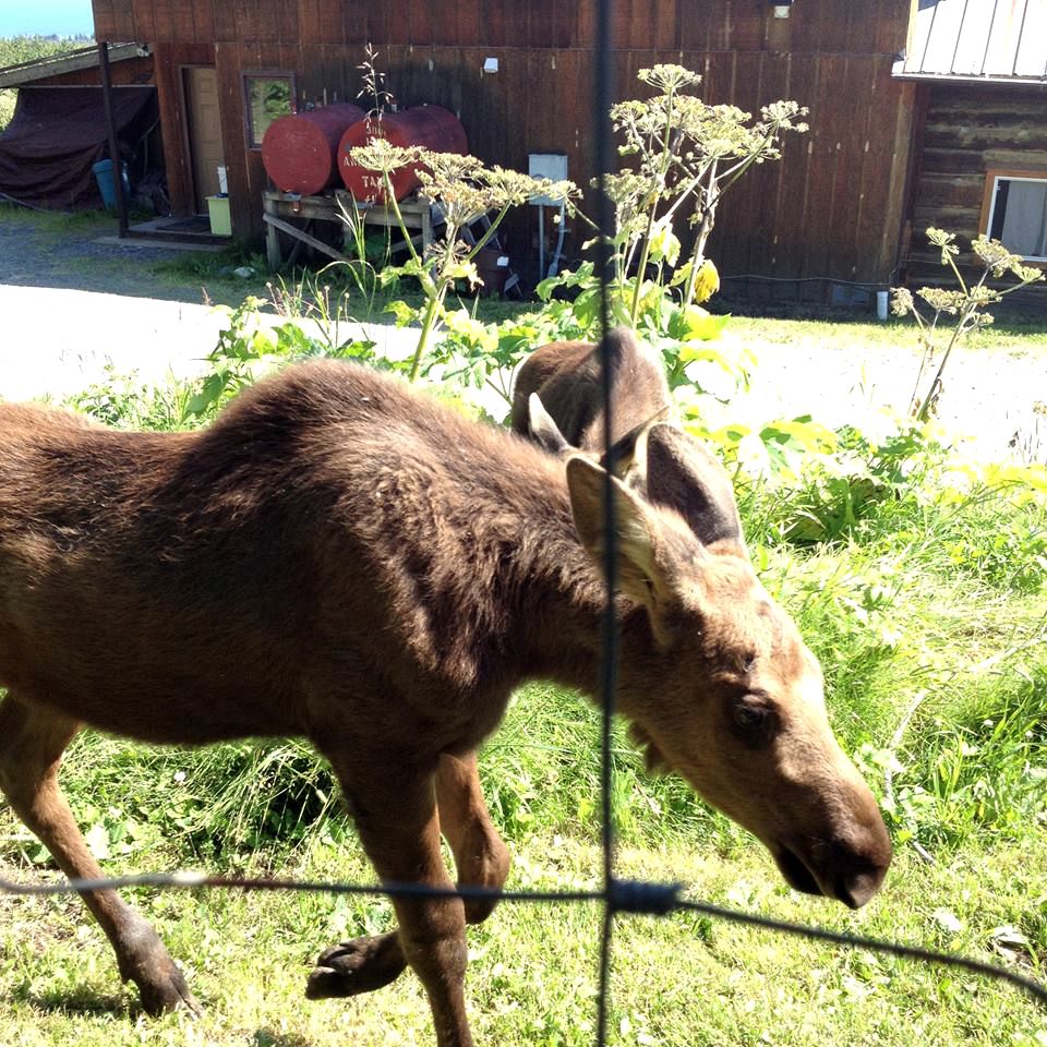 Lovely Bed and Breakfast Accommodation with Amazing Views on the Kachemak Bay, Alaska