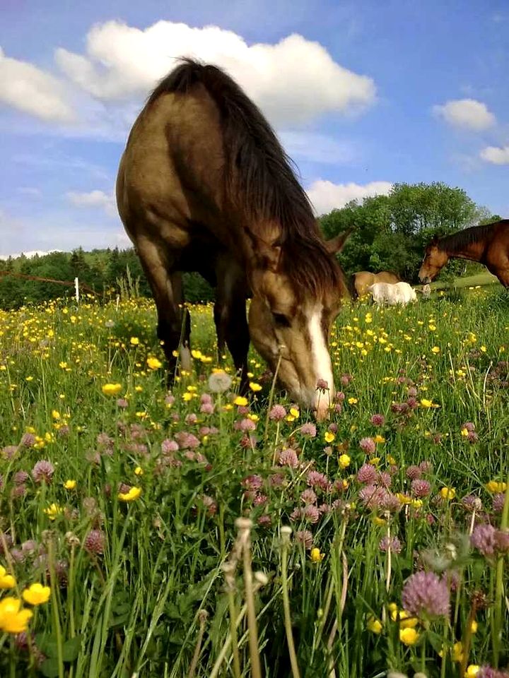 Eco-Friendly Hideaway Surrounded by Wildlife in Bourgogne-Franche-Comté, France