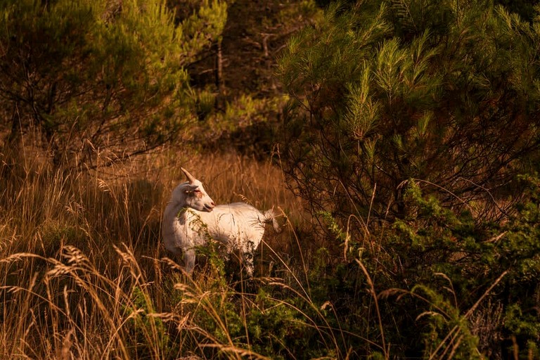 Tiny Houses (France, Puy-Saint-Martin, Auvergne-Rhône-Alpes)