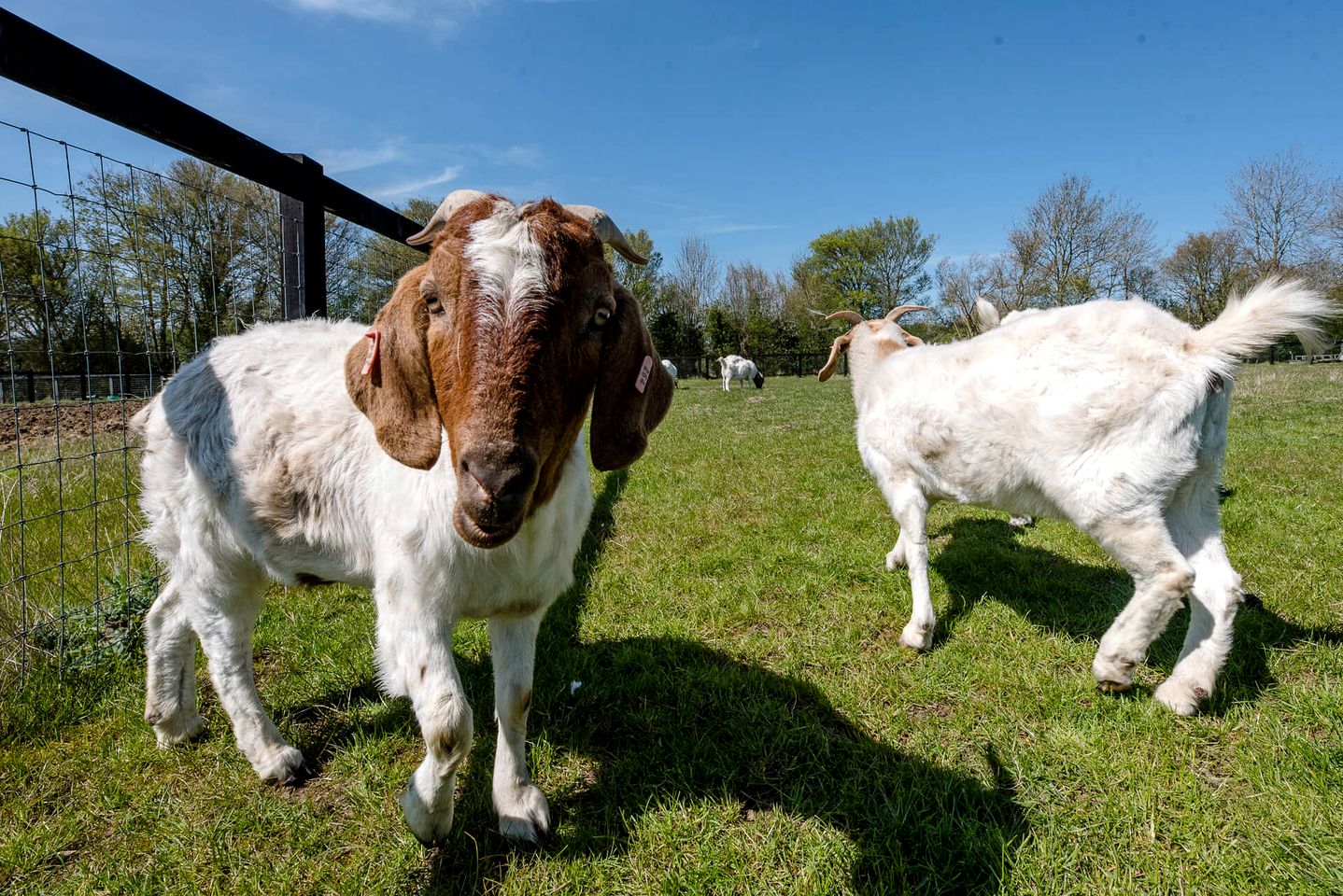 Unique Rural Suffolk Glamping, Ideal for a Farm Retreat