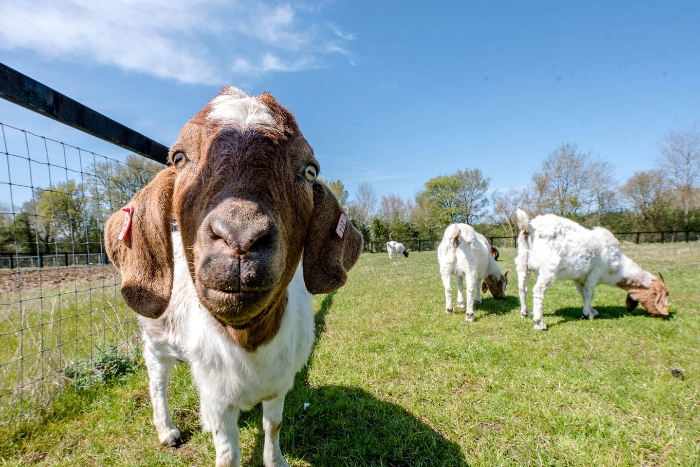 Farm Glamping Holiday in a Shepherd's Hut, Ideal to Explore Framlingham