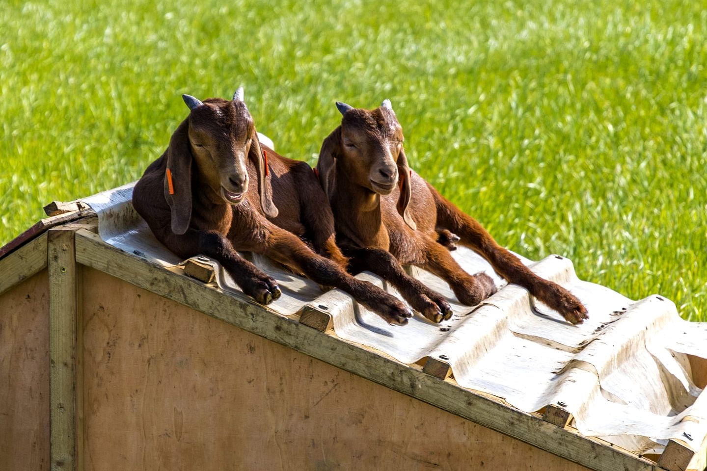 Suffolk Farm Glamping, Ideal for Families or Couples to Relax and Unwind