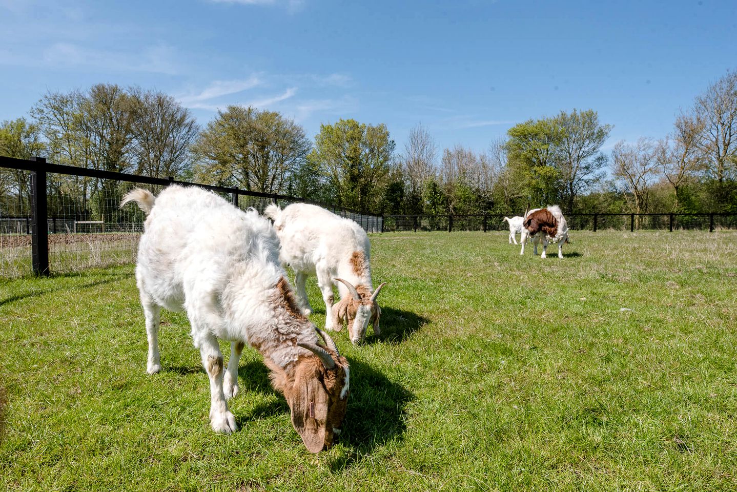 Couples or Family Glamping in a Suffolk Shepherd Hut