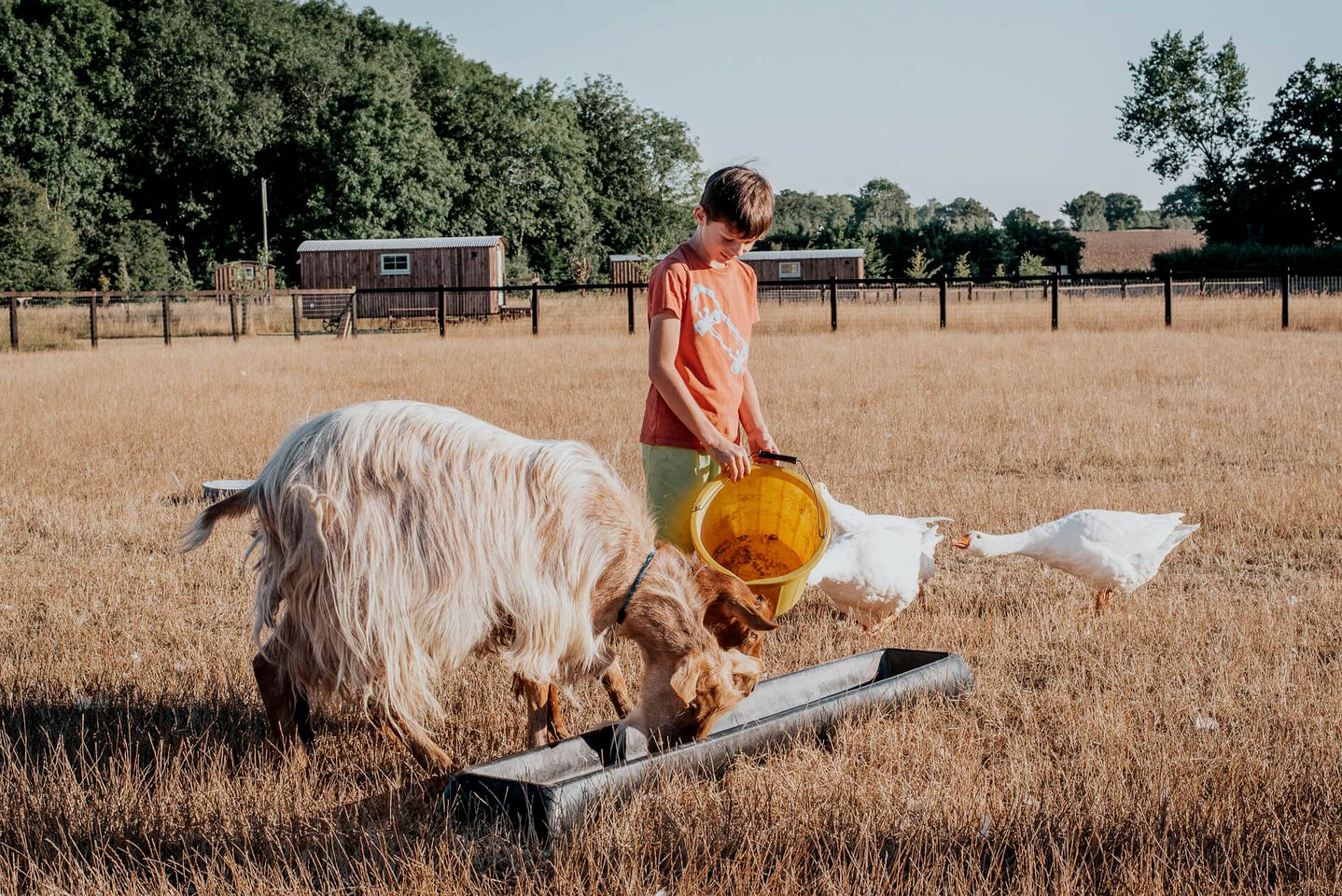 Shepherd Hut for a Farm Glamping Holiday in Suffolk