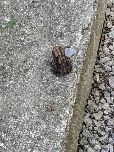 Cabins (United States of America, --, West Virginia)