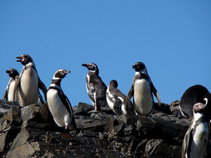 Villas (Los Muermos, Los Lagos, Chile)