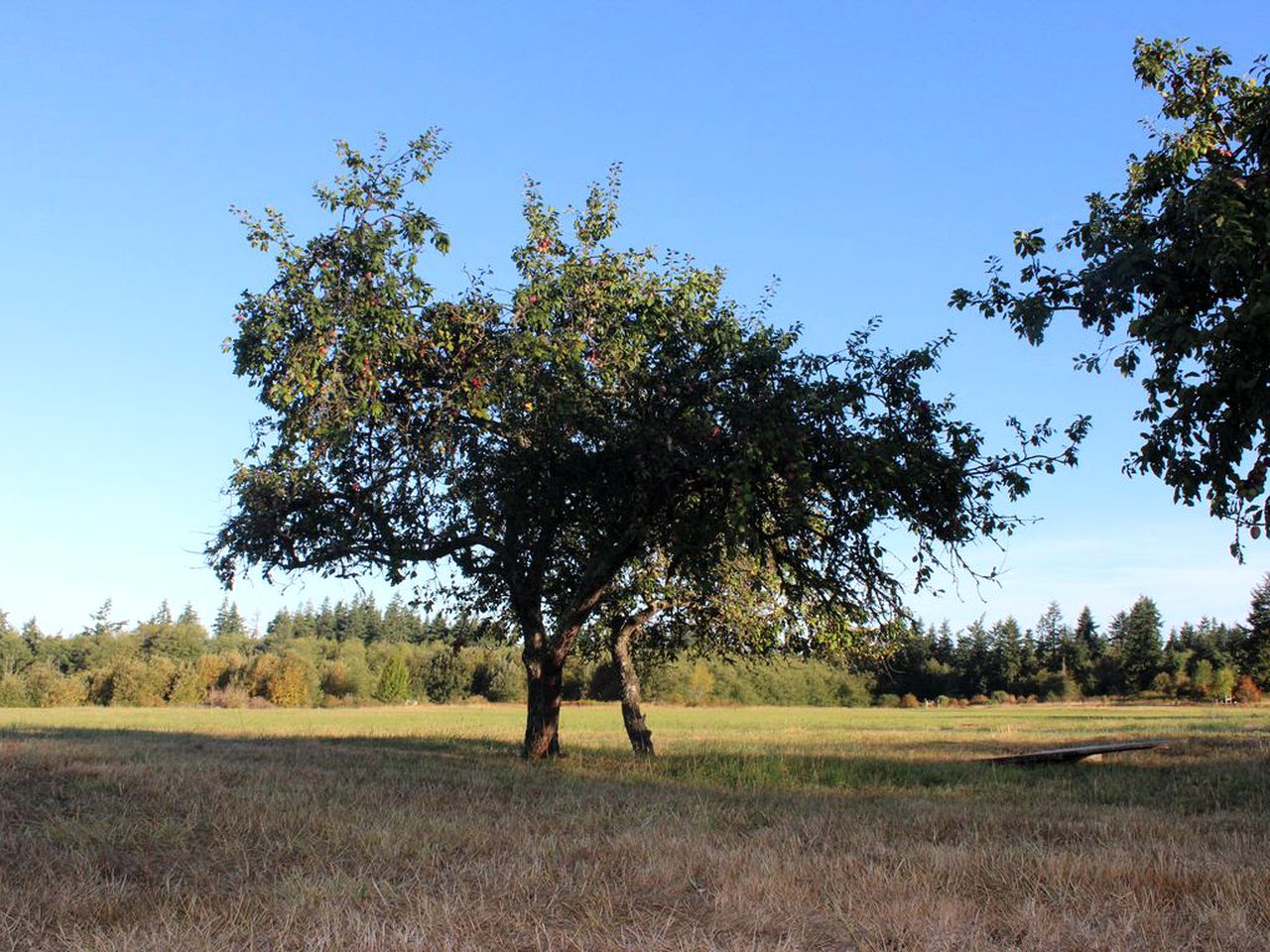 Unique Cottage Getaway on Farm in Oak Harbor, Washington
