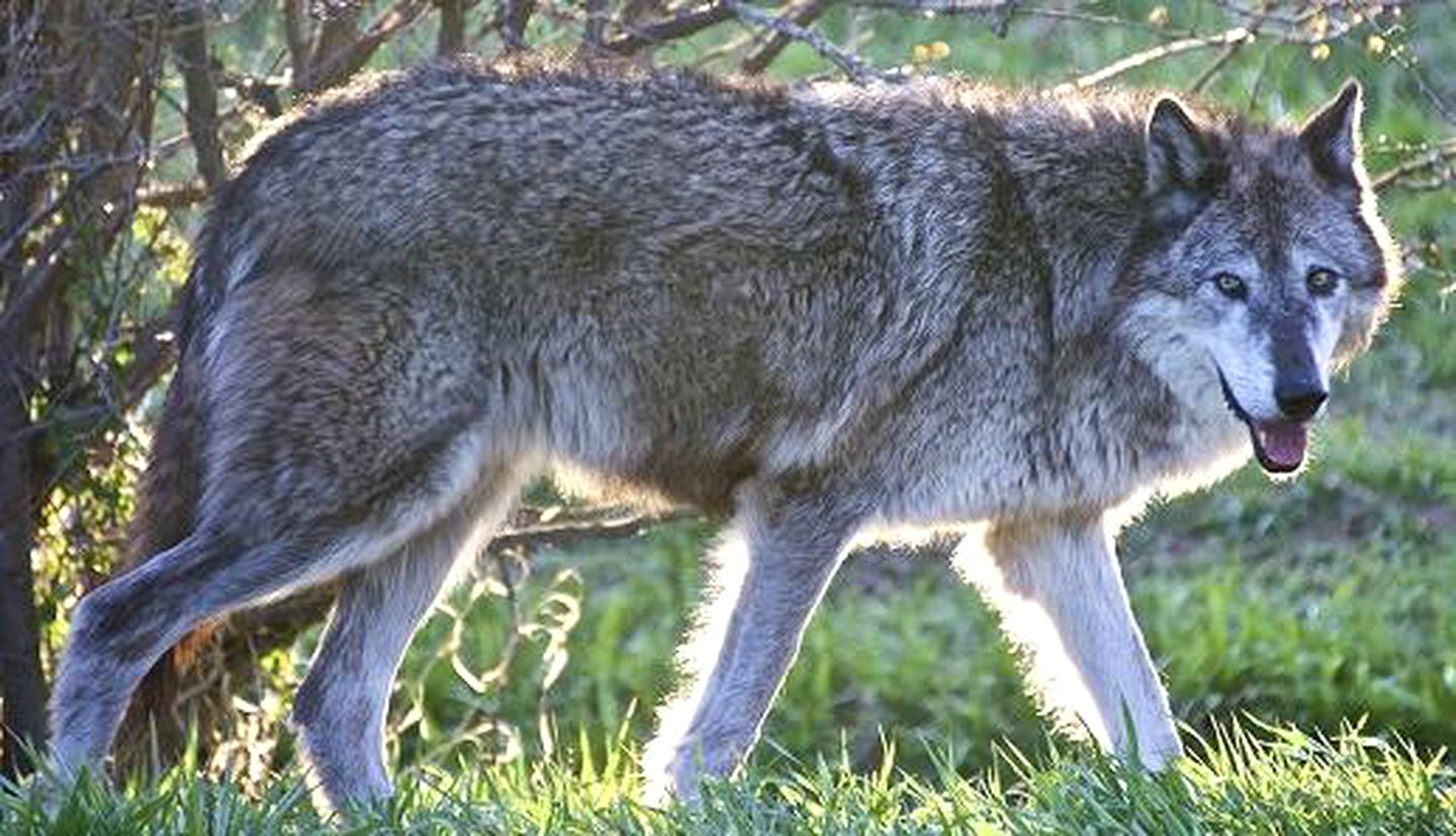 Family Vacation Rental at a Wolf Sanctuary in the Absaroka Mountains, Montana