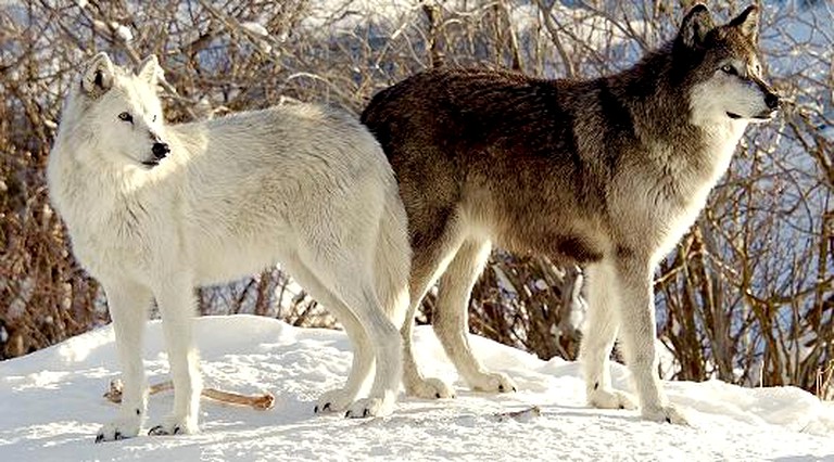 Nature Lodges (Bozeman, Montana, United States)