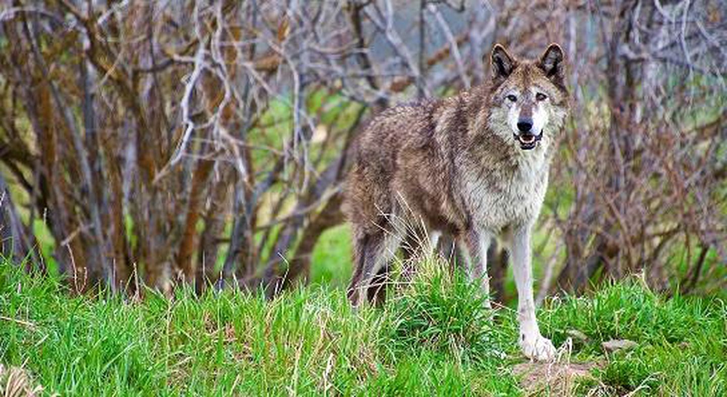 Family Vacation Rental at a Wolf Sanctuary in the Absaroka Mountains, Montana