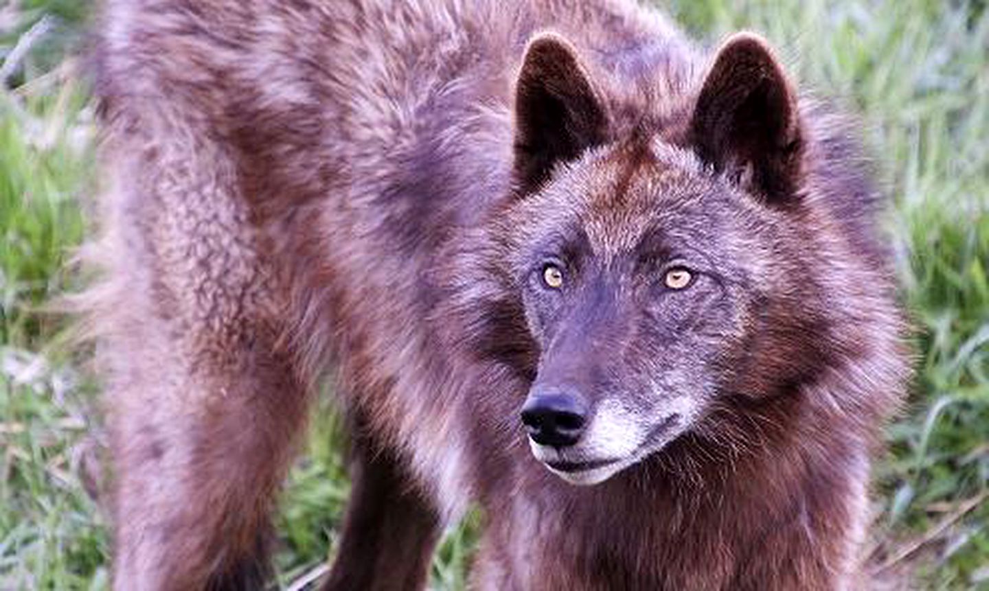 Family Vacation Rental at a Wolf Sanctuary in the Absaroka Mountains, Montana