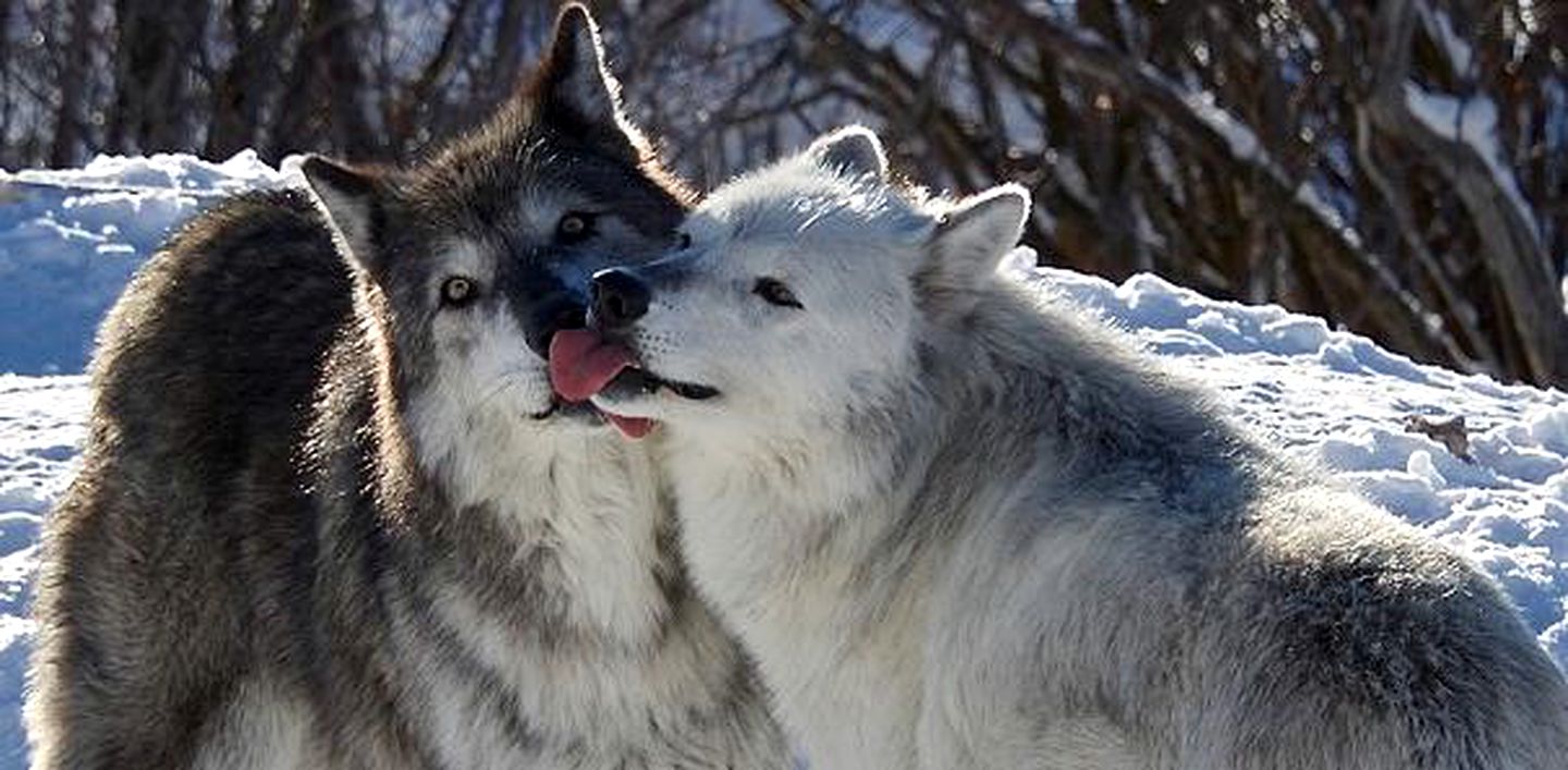 Family Vacation Rental at a Wolf Sanctuary in the Absaroka Mountains, Montana