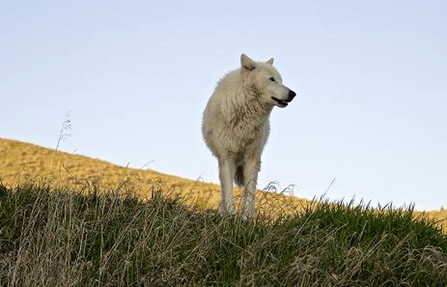 Rustic Family Getaway Rental on a Wolf Sanctuary near Bozeman, Montana