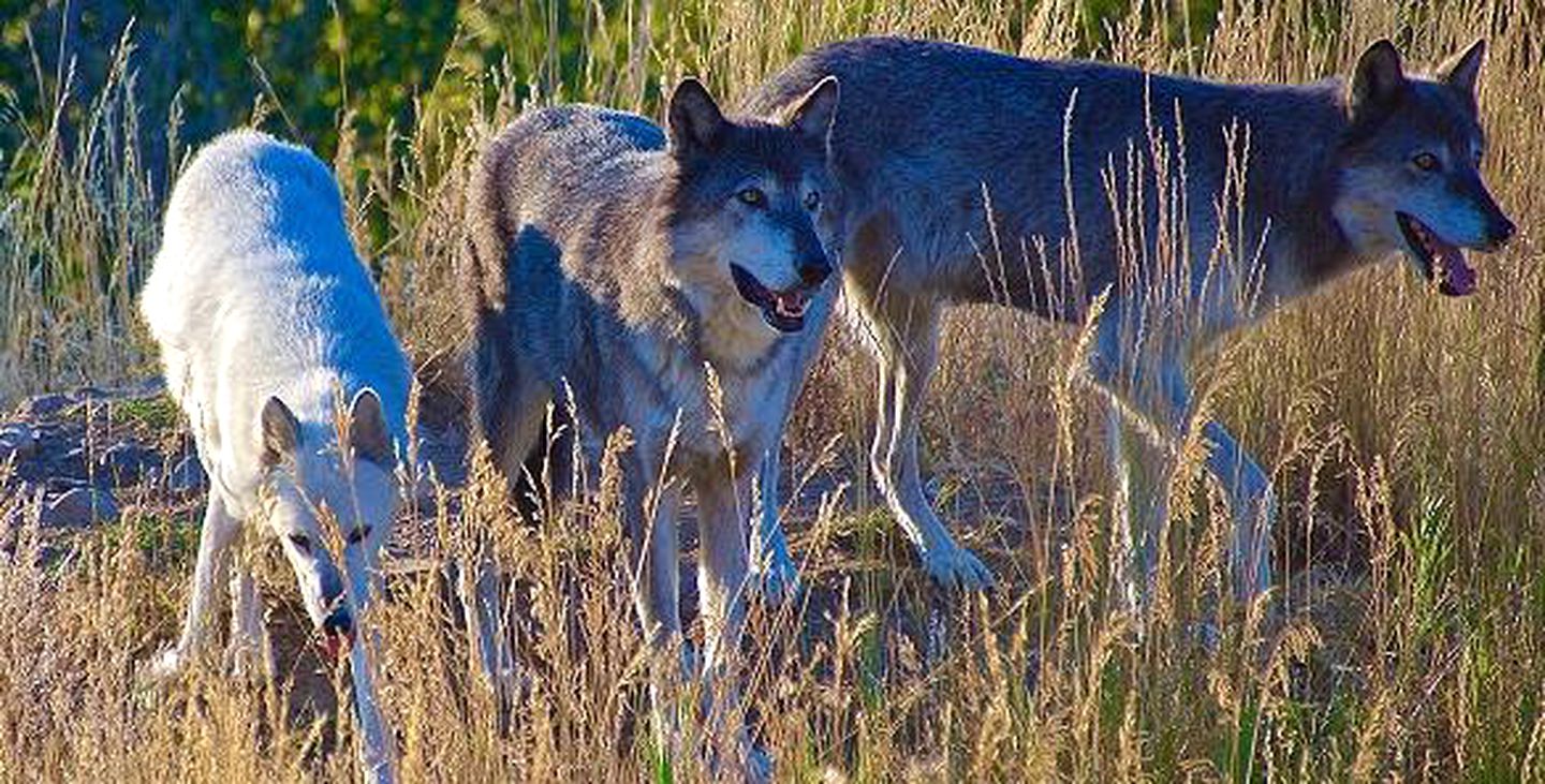 Rustic Family Getaway Rental on a Wolf Sanctuary near Bozeman, Montana