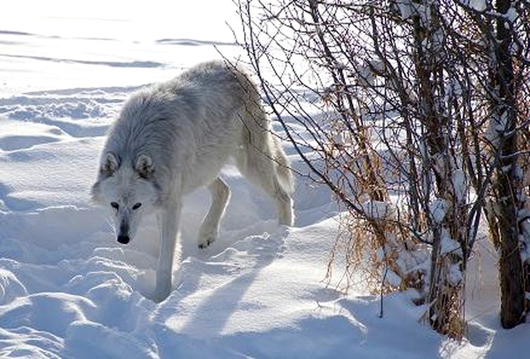 Nature Lodges (Bozeman, Montana, United States)