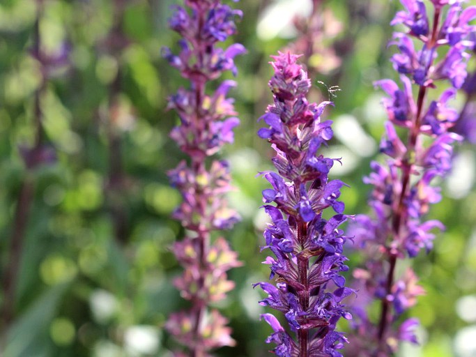 Cabins (Glen, Montana, United States)