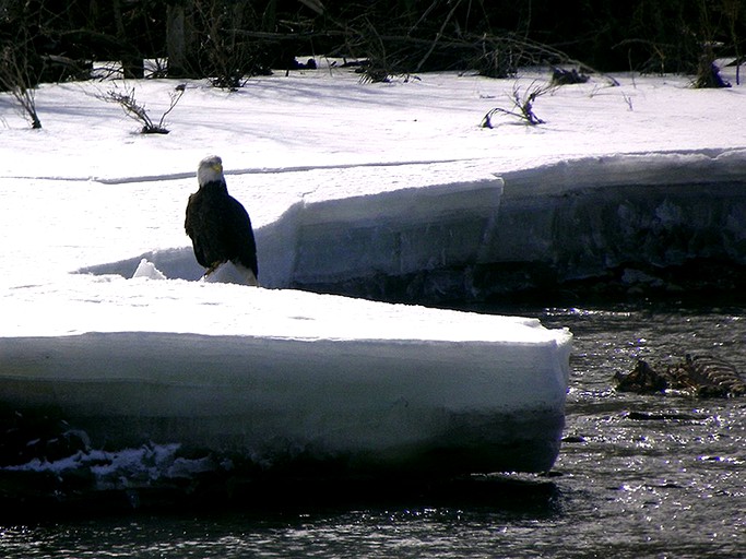 Cabins (Glen, Montana, United States)