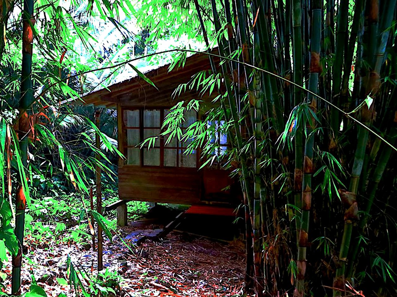 Romantic Rainforest Rental for Two in the Amazon near Puyo, Ecuador