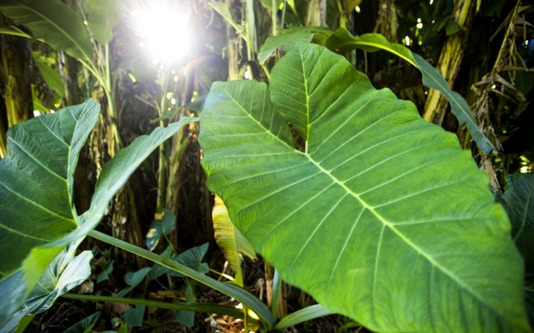 Cottages (Huelo, Hawaii, United States)