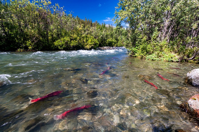 Nature Lodges (Kasilof, Alaska, United States)