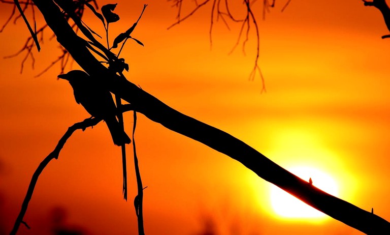 Cottages (Quorrobolong, New South Wales, Australia)