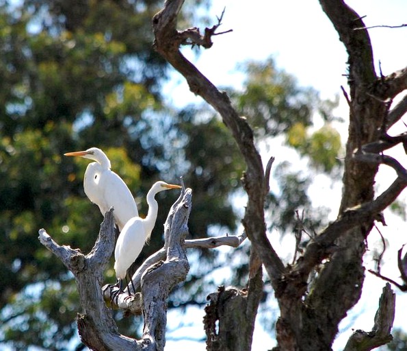 Cottages (Quorrobolong, New South Wales, Australia)