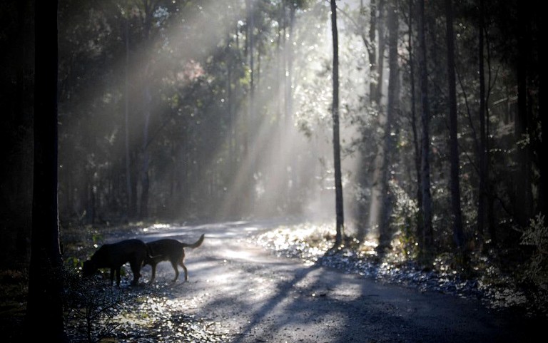 Cottages (Quorrobolong, New South Wales, Australia)