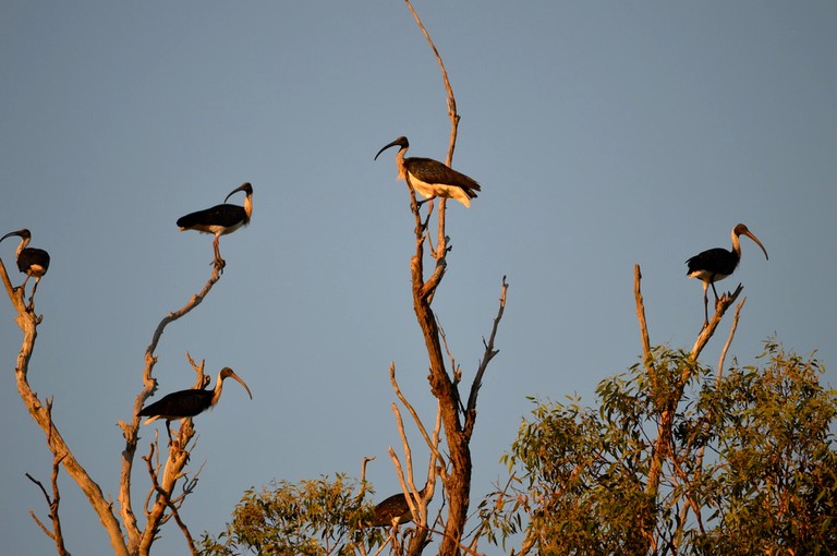 Cottages (Quorrobolong, New South Wales, Australia)