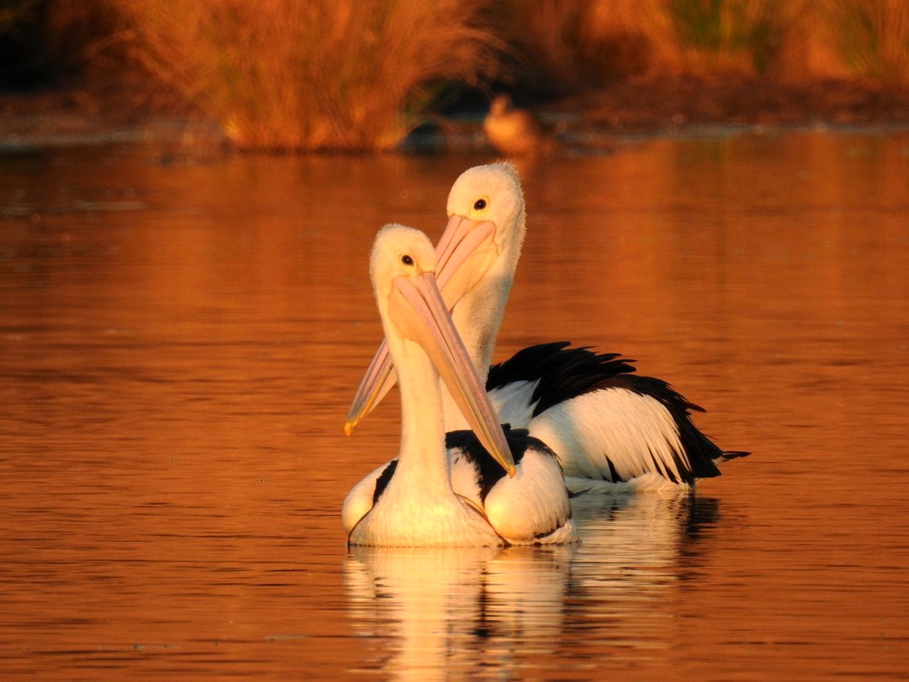 Peaceful Farmhouse Cottage Rental with a Hot Tub in Quorrobolong, New South Wales