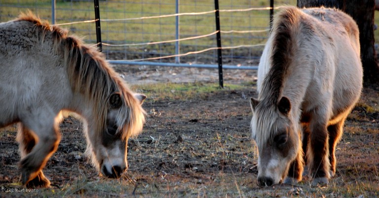 Cottages (Quorrobolong, New South Wales, Australia)