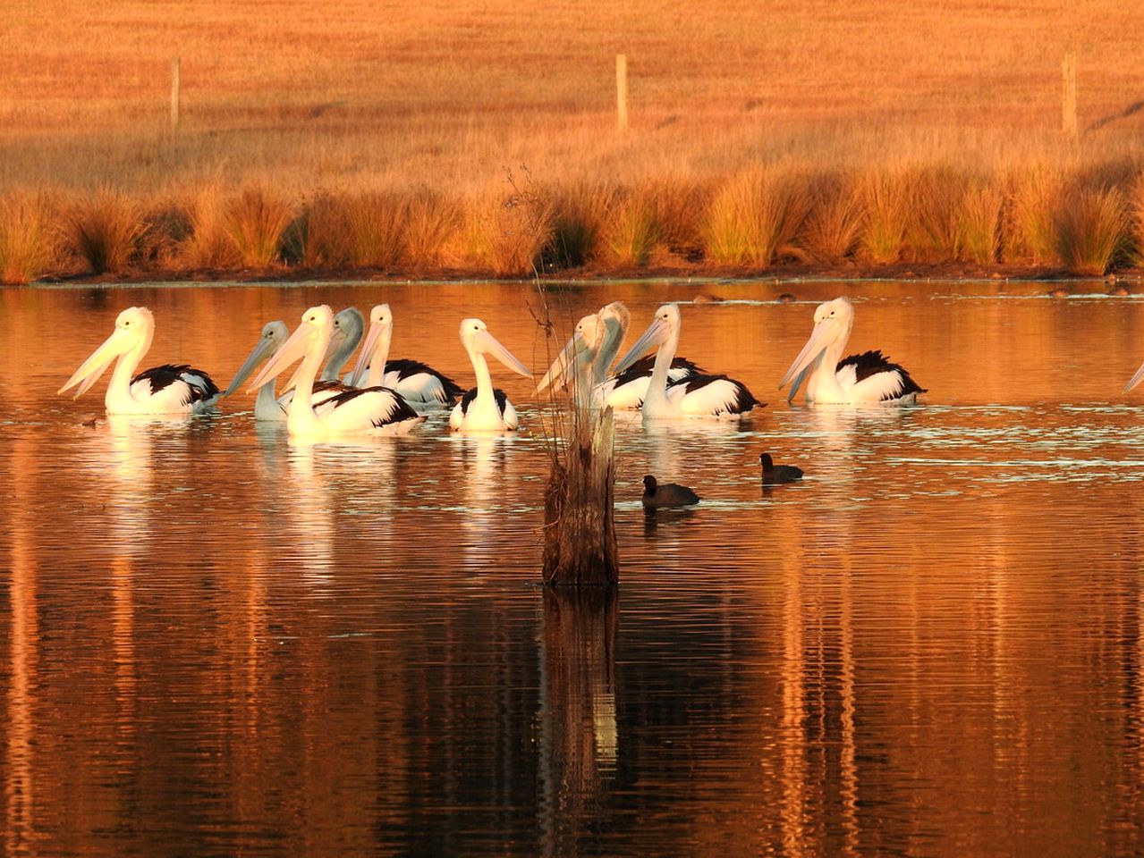 Peaceful Farmhouse Cottage Rental with a Hot Tub in Quorrobolong, New South Wales